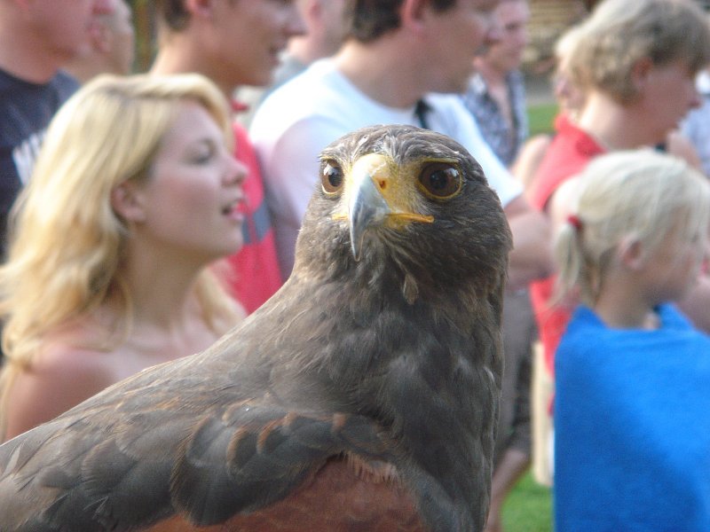 dc-2008-0183 roofvogelshow (30-07-2008)